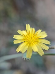 yellow flower on a green background