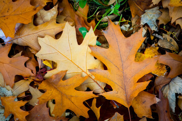 Beautiful leaves in autumn colors in a city park.