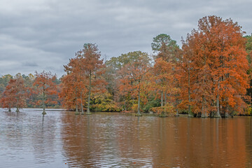 Autumn View of Bald Cypress Trees, Trap Pond State Park, Delaware