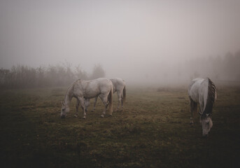 Fototapeta horses in the fog, konie na polanie, pastwisku o poranku w mglisty jesienny dzień	 obraz