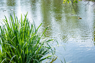 Coastal grass against a pond with ducks, idyllic natural background
