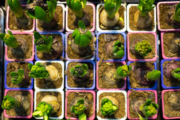 Hyacinth sprout top view, several young hyacinth plants in small pots, ornamental flower seedling