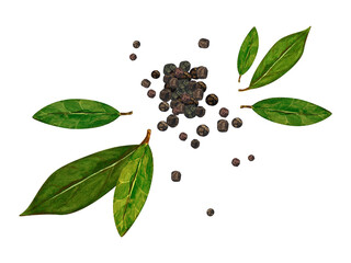 Watercolor bay leaf and black pepper. Botanical hand drawn illustration, laurel herbs object isolated on white background.