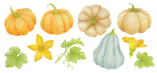 Watercolor pumpkins colorful set.  Background for Thanksgiving Day or harvest festival. Autumn and Halloween pumpkin