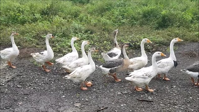 white gose swans walking in the farm