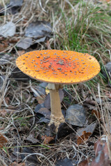 Amanita muscaria - Fly agaric - Fly amanita - Amanite tue-mouches