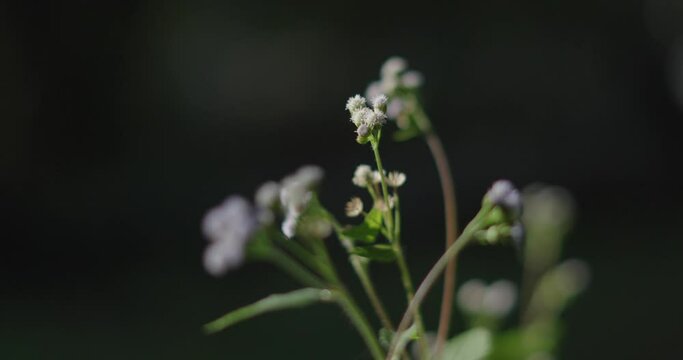 Close up of pretty flower