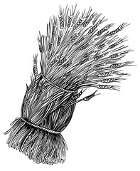 PNG transparent bunch of wheat sketch engraving - 543215704