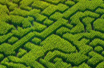 Aerial view of corn maze. Find way out of labyrinth. Outdoor expercience.