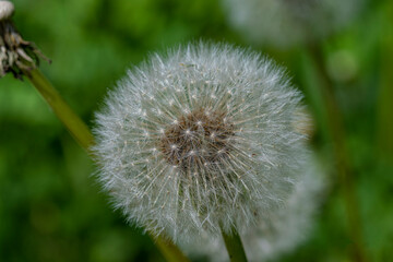 dandelion in the grass