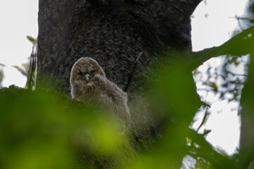 close up of a spider