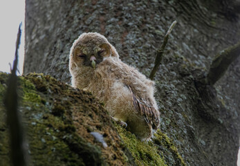 great horned owl