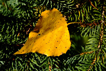 yellow fall leaf fallen on dense green pine tree branch. lush green foliage. autumn concept. soft...