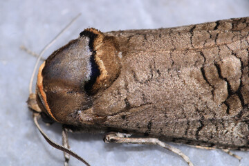 cossus cossus moth insect macro photo