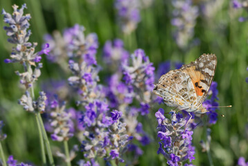 Painted Lady (Vanessa cardui) butterfly perched on lavender in Zurich, Switzerland
