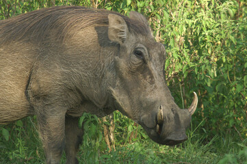 A portrait of a Warthog in Queen Elizabeth National Park, Uganda, Africa
