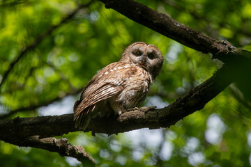 horned owl