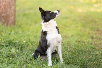 Border collie dog sitting in the green