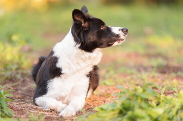 Border collie dog in the green - 543219931