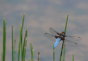 dragonfly on a leaf