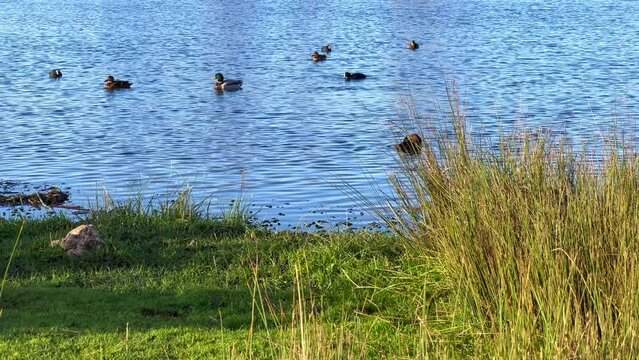 Partridge birds and ducks swimming on a lake