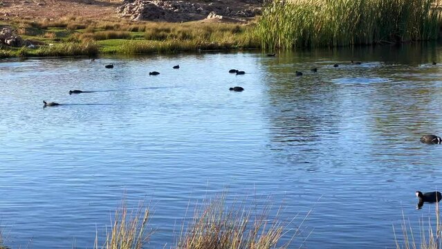 Partridge birds and ducks swimming on a lake