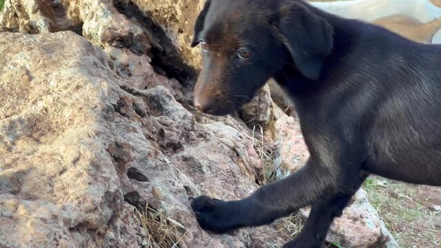 Black homeless dog in the countryside