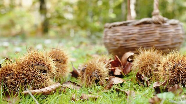 Hand collects chestnut urchins in the nature 
