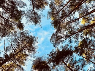 trees and sky