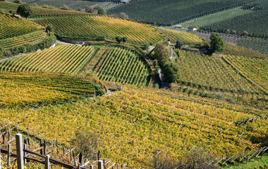 autumn vineyards landscape on the wine road in South Tyrol, northern Italy, Europe - 