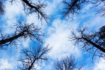 Tree tops against blue sky. bare tree branches