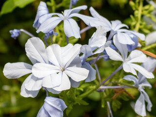 White flowering Plumbago auriculata, the cape leadwort, blue plumbago or Cape plumbago against green defocused background in Mallorca, closeup and selective focus