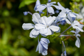 Plumbago auriculata, the cape leadwort, blue plumbago or Cape plumbago against green defocused background in Mallorca, closeup and selective focus