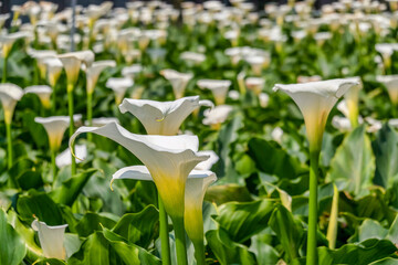 ZANTEDESCHIA AETHIOPICA, COMMONLY KNOWN AS CALLA LILY AND ARUM LILY. CLOSE UP ON INFLORESCENCE AND SPATHE OF THIS PLANT. SAPA, VIETNAM