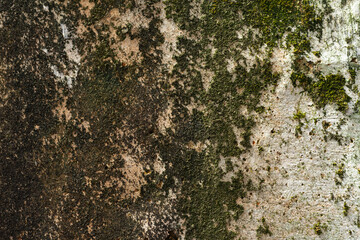 Old concrete wall with moss. Texture of weathered concrete wall covered with moss. Aged concrete on wall background