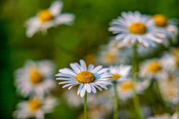 MARGUERITE OR BELLIS PERENNIS OR WILD DAISY FLOWERS GROWING ON MEADOW, WHITE CHAMOMILES ON GREEN GRASS BACKGROUND. OXEYE DAISY, LEUCANTHEMUM VULGARE, DAISIES, DOX-EYE, COMMON DAISY, DOG DAISY.