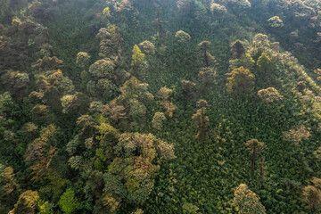 YELLOW RHODODENDRON BLOOMING FLOWERS IN THE FANSIPAN MOUNTAIN, SAPA, LAO CAI, VIETNAM