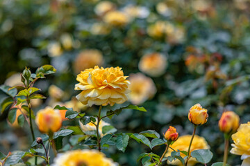 YELLOW ROSES IN SOFT COLOR, MADE WITH BLUR STYLE FOR BACKGROUND, SAPA, LAO CAI, VIETNAM.