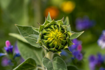 sunflower about to burst into bloom with blurred wildflowers in the background