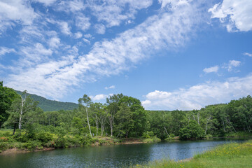 夏の生い茂った緑を楽しめる、笹ヶ峰遊歩道