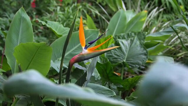 Tilt, reveal shot of beautiful bird of paradise flower (strelitzia reginae) in a lush field of big, green tropical leaves