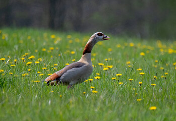 duck in the grass