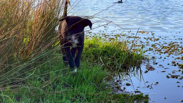 Homeless dog drinking water from a lake