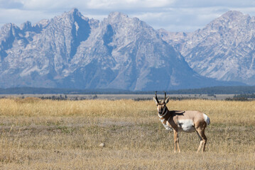 Naklejka premium Pronghorn Antelope Buck in Grand Teton National Park in Autumn