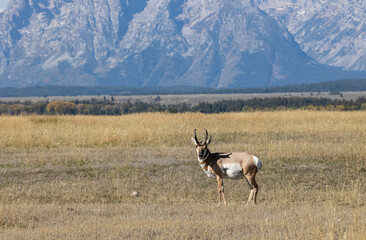 Pronghorn Antelope Buck in Grand Teton National Park in Autumn