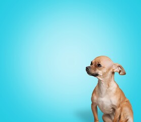 Cute dog sitting and posing on colored background.