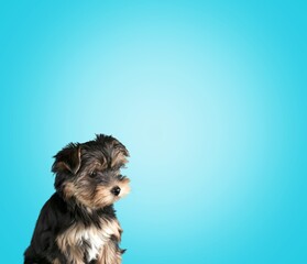 Cute dog sitting and posing on colored background.