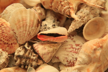 seashells on a wooden background