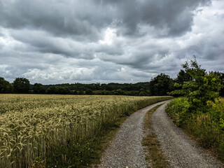 Barley Field, Dirt Road