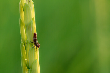 Macro shot a bug at rice seeds in ear of paddy in beautiful golden sunrise on the farm